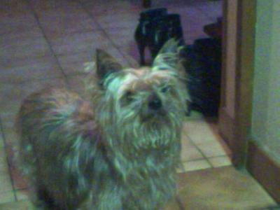 chipei